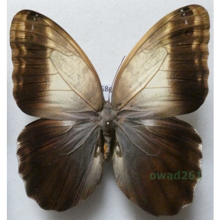 Caligo telamonius memnon (C. Felder & R. Felder, 1867) female ex. ovo Columbia 90mm58g